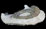 Devonian Ammonite (Anetoceras) - Morocco #64452-5